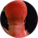 TheFish Craftsman profile picture