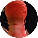 TheFish Craftsman profile picture